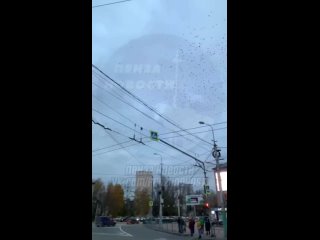 Жители Пензы заметили огромную стаю птиц около ТЦ “Суворовский“🐦