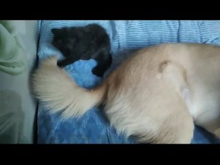 Гудвин - новорожденный котенок (видео 911/23) Привет с передержки