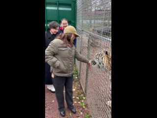 Видео от Дом Тигра - Tiger House