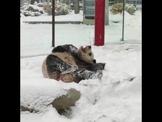 Панда Жуи из Московского зоопарка радуется снегу

А навалило его немало!
