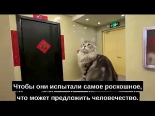 Китаец построил супер дом для кошек - невероятно!