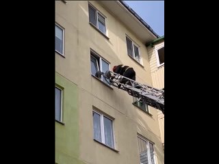 В Солигорске спасатели вытащили котенка из окна. Пушистый пробыл в западне больше 40 минут