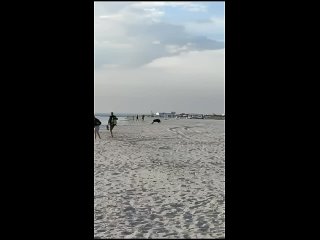 Думали дельфин, а оказался кабан: дикий зверь распугал туристов на крымском берегу
