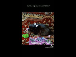 Видео от ЧЁРНАЯ ЖЕМЧУЖИНА :клуб любителей кошек чёрного о