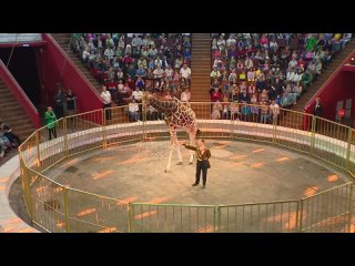 Видео от Жираф шоу - жираф Багир и все чудеса цирка