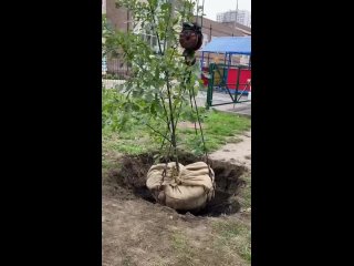 Коммунальщики спасли молодые деревья из-под линий электропередач в Академгородке