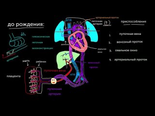 KhanAcademyRussian Кровообращение плода непосредственно перед рождением