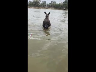 Австралиец подрался с кенгуру посреди реки, чтобы спас