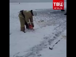 Табун лошадей провалился под лёд на озере в Челябинской области | События ТВЦ