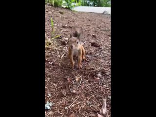 Видео от Невская Дубровка и не только. Фото. Видео.