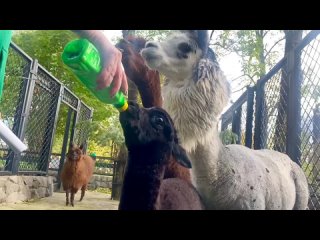 В Ленинградском зоопарке родился детеныш альпаки