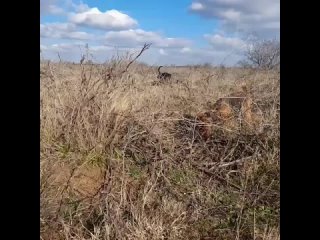 Видео от СКИФ клуб РКФ РФЛС Симферополь Крым