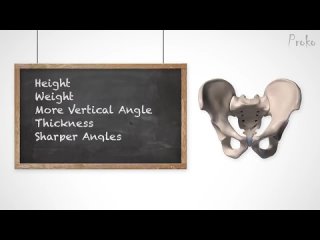 [Proko] Anatomy of the Pelvis - for Artists