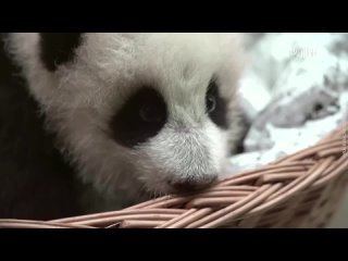 Le petit du panda géant du zoo de Moscou a montré ses premières dents. Selon les employés, le bébé commencera très bientôt à ess