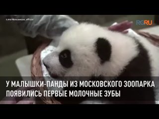 У малышки-панды из Московского зоопарка появились первые молочные зубы