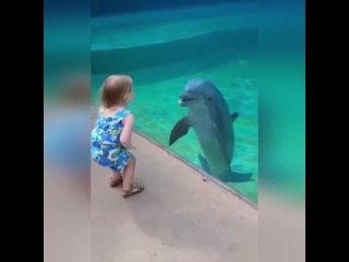 Дельфин играет
