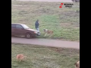Стая собак напала на мужчину в Башкирии