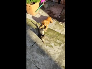 Кошки vs Собак