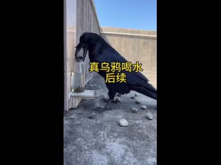 ВОРОН это.... очень умная птица..!! - Александр Саня