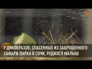 У дикобразов, спасенных из заброшенного сафари-парка в Сочи, родился малыш