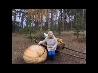 Воронежский зоопарк раздал семена гигантской 308-килограммовой тыквы