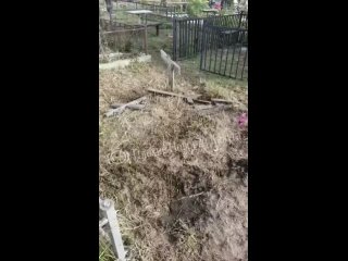 Коровы разгромили кладбище