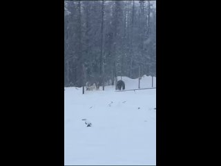 Момент нападения медведя на 2-ух сотрудников РусГазБурение