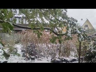 Видео от Северная лоза | Виноград, ландшафт