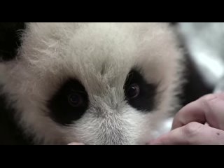 Маленькая панда из Московского зоопарка продолжает показывать свой характер