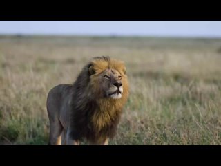 Animals - African Serengeti