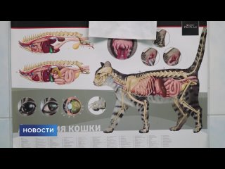 От плановой вакцинации до удаления зубного камня: Псковская городская станция по борьбе с болезнями животных отмечает 75-летие