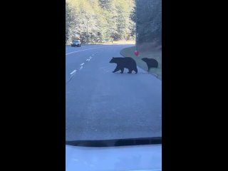 В США сняли медведя, который нашёл воздушный шар и стал играть с ним на дороге на радость водителям.