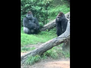 Сцена горилл после ссоры 🦍