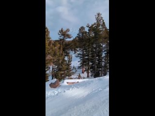 Black Bear Plays Frogger On California Ski Fields