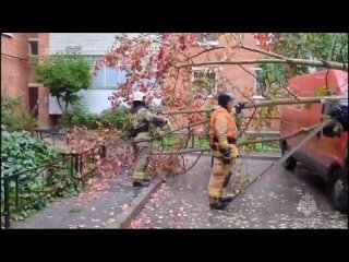 Спасатели устраняют последствия непогоды в Петербурге, где сильный ветер повалил деревья, повреждены машины