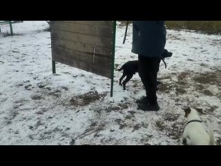 Барьер 🚧 Жил Был Пёс 🐕 Моя Жизнь Кино 🎬 Жил Был Кинолог  🐕 Зоопсихолог 🐕 Документальный Многосерийный Фильм 📽 Музей Псов