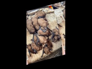 306 летучих мышей нашли в квартире в Ростове-на-Дону