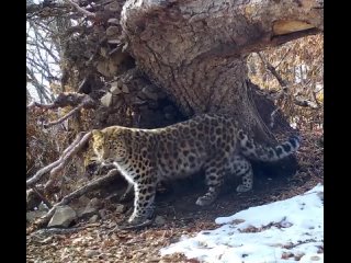 Дальневосточный леопард, одно из самых редких и загадочных животных