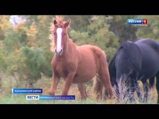 В Астраханской области разводят кушумскую породу лошадей благодаря господдержке