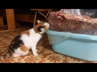 Кошка Дуня и мясо для собак