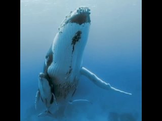 Female humpback whales carry their babies for 11 months.  After this, the newborn “calves“ feed on their mother’s milk for anoth