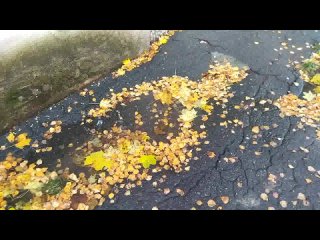 Осенняя капель