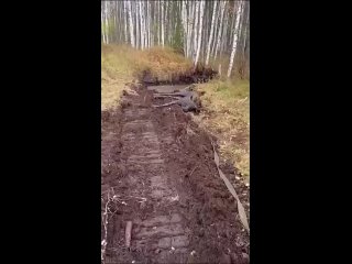 В Свердловской области рабочий с помощью веревки и бульдозера спас лося, практически утонувшего в глубокой яме с грязью