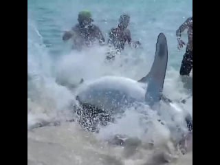 🦈 No, that’s not a shot from the film Jaws, that’s the “immortal“ residents of Florida saving a 3.5 metre long herring shark