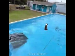Умнички собачки знают толк в купании