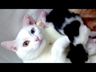 Кошки мамы: какие они. Трогательные видео о буднях кошачьего семейства