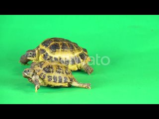 turtles-on-a-green-background-screen