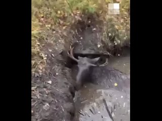Мужчина спас лося, который попал в настоящую яму смерти