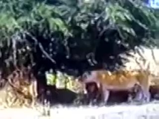 Нильский варан против львов. Нильский варан ест тушу буйвола в окружении прайда львов.
