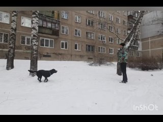 🐾. Блэкки. Трюк “круг“.